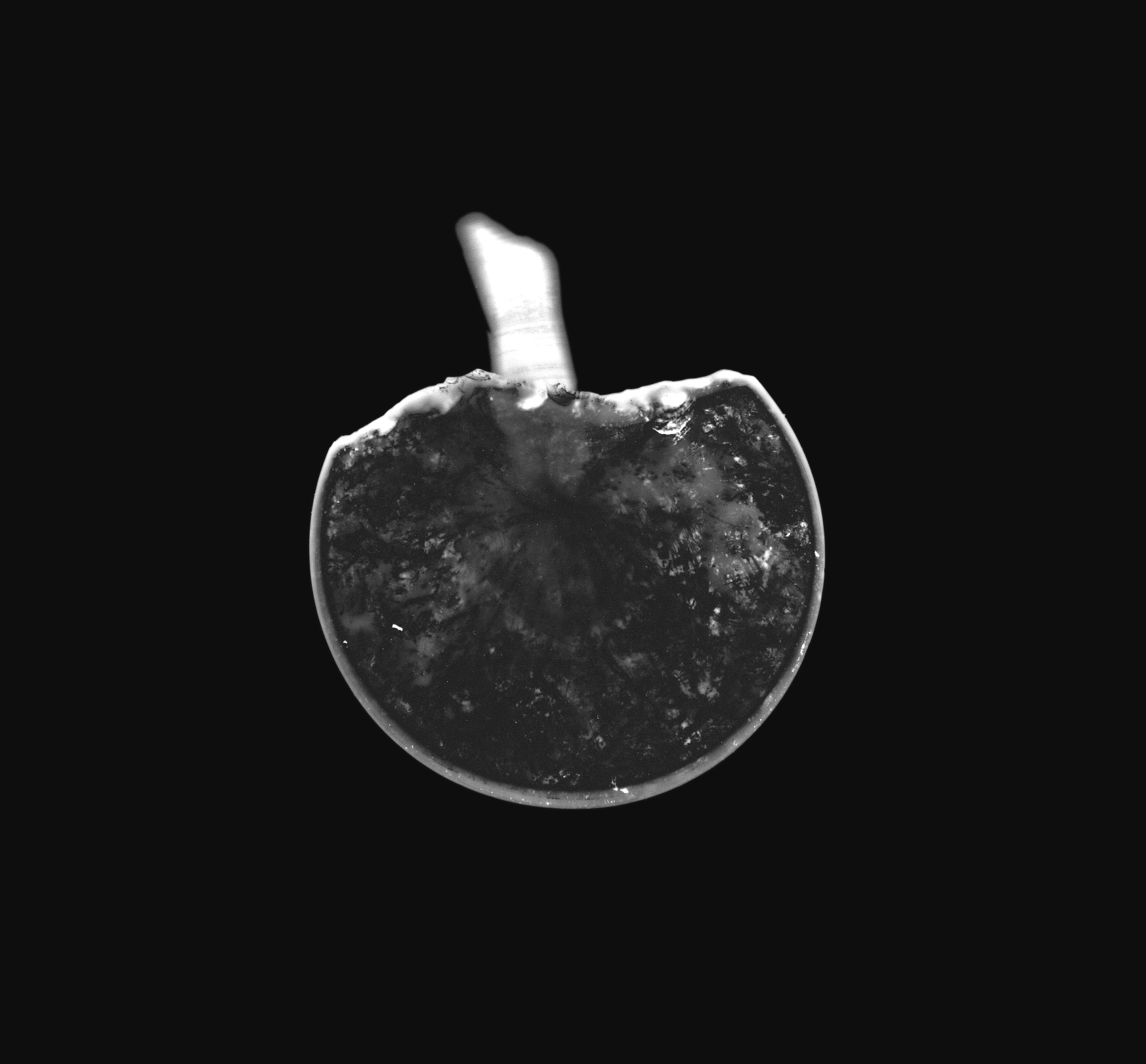 02 Things from the Thames, photogram, 2005, photographic paper, 30 x 30 cm
